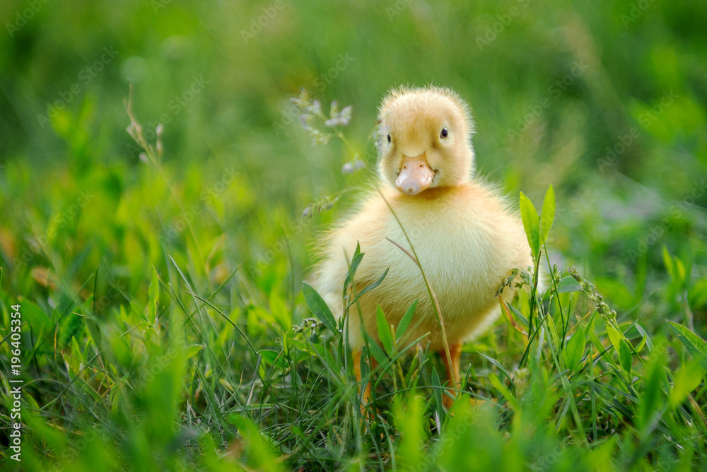 Little duck Little duck