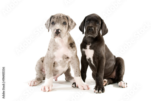 Zwei Doggenwelpen sitzen nebeneinander isoliert auf weißem Grund
