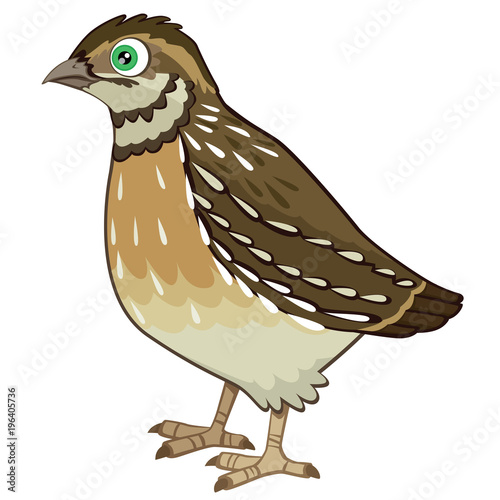 Detailed Quail Cartoon Vector Illustration Isolated on White
