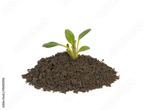 young sprout in the ground on a white background