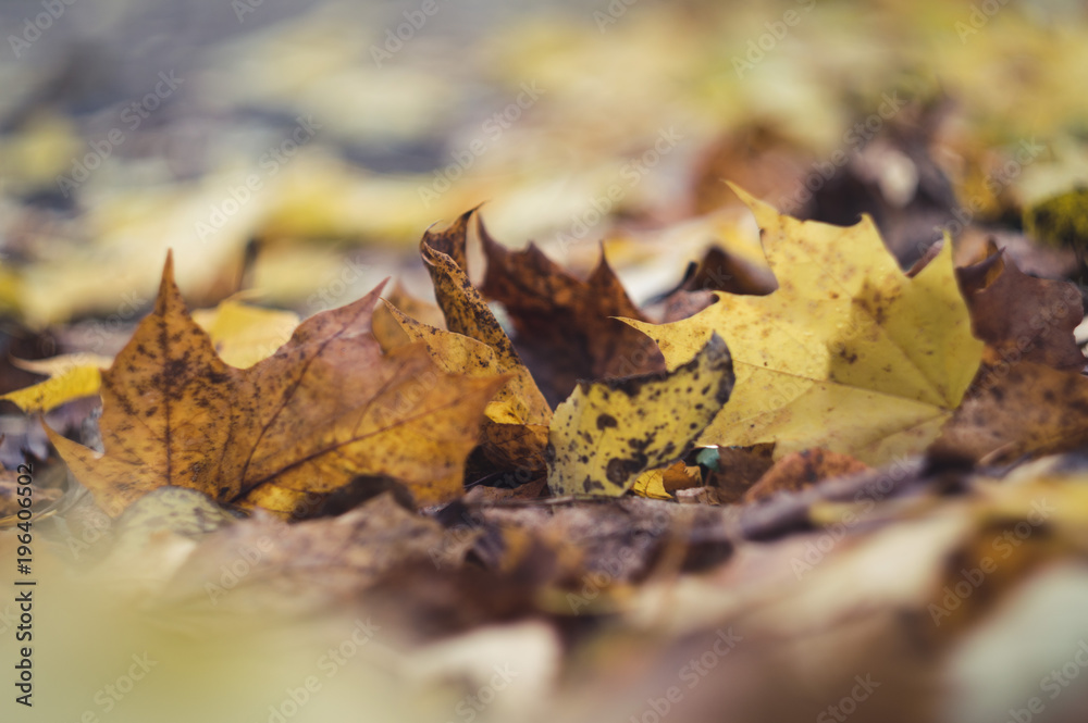 Colourful autumn leaves on the ground macro shot, selective focus, bokeh background