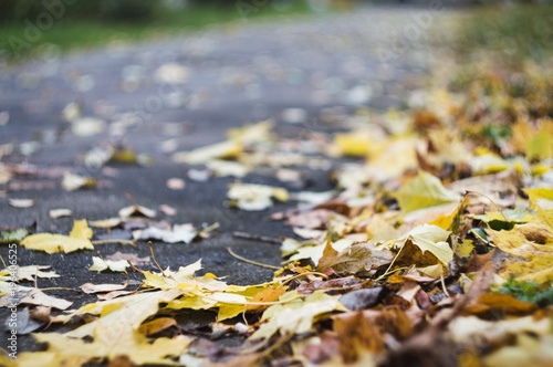 Macro photo of a fallen autumn leaves  on the asphalt road going forward  shallow focus  selective focus