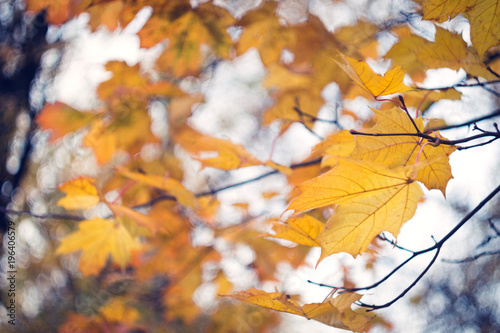 Beautiful autumn leaves on a branch blown by the wind closeup, very shallow focus, selective focus