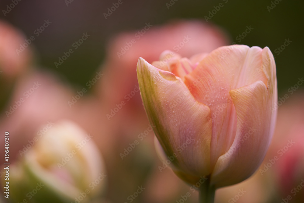 The blossom of the beautiful pink tulips during early spring The blossom of the beautiful pink tulips during early spring