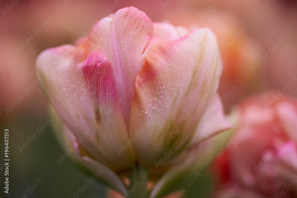 The blossom of the beautiful pink tulips during early spring