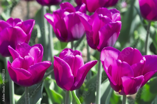 Fototapeta Naklejka Na Ścianę i Meble -  Tulpe Passionale (Tulipa, Liliaceae), Blüten im Frühling, Frühlingsblumen