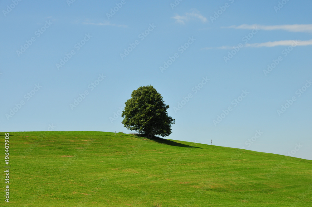 Fototapeta premium einsamer Baum auf einem Hügel mkt Wiese und blauem Himmel