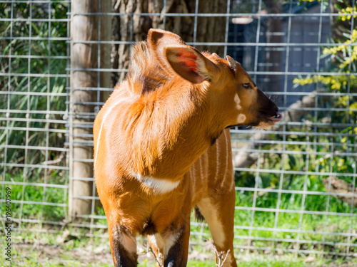 Cute Eastern Bongo, Tragelaphus eurycerus isaaci