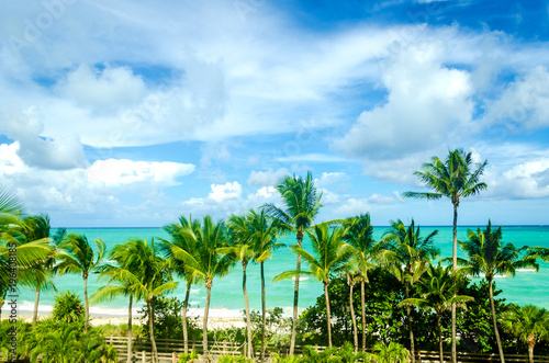 Tropical Miami Beach Palms near the ocean