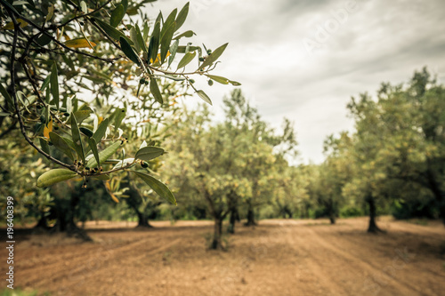 Close-up of an olive branch with green olive. Olive grove and cloudy sky in the background