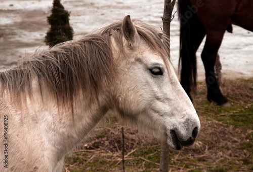 Portrait of the beautiful horse © gmstockstudio