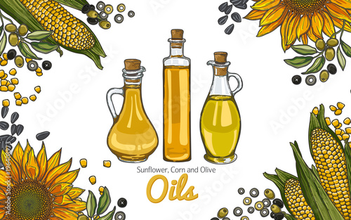 illustration with a set of the most popular cooking oils. Olive oil and olive berries, corn oil and corn cob, sunflower oil and sunflower flower, glass oil vessels.