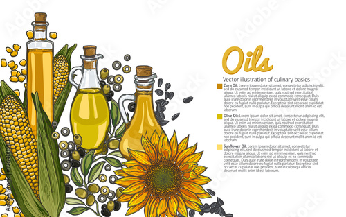 illustration with a set of the most popular cooking oils. Olive oil and olive berries, corn oil and corn cob, sunflower oil and sunflower flower, glass oil vessels.