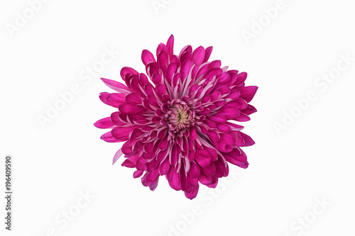Fototapeta Naklejka Na Ścianę i Meble -  A studio shot of a purple chrysanthemum