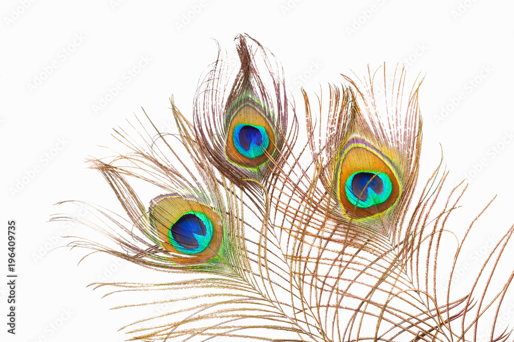 Fototapeta premium A studio shot of three peacock feathers