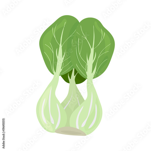 Vector isolated illustration: Bok choy or pak choi, also called Chinese chard, celery mustard or spoon cabbage. Baby Bok Choy is widely used in Chinese and Korean cuisine.