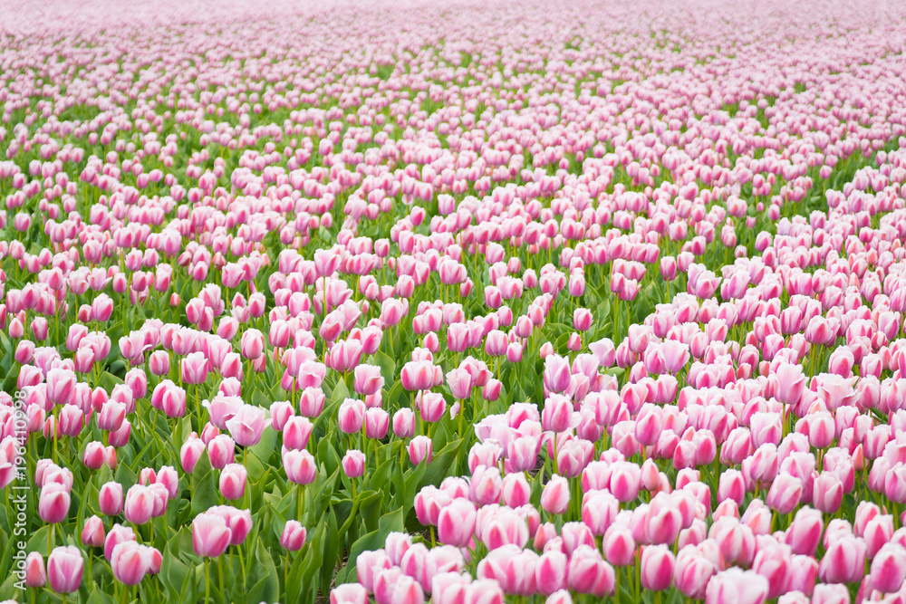 Tulpen Feld in Pink, Niederlande