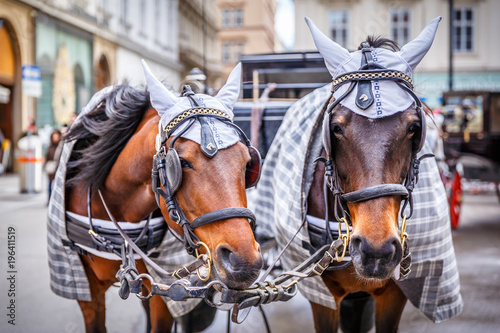 Horses waiting to tourists around the beautiful city of Vienna, horses with vintage cab are famous iconic landmark in Vienna, Austria. © Feel good studio