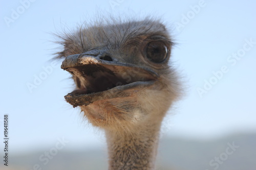 The funny baby ostrich lives in the zoo in Rhodes. © Сергей
