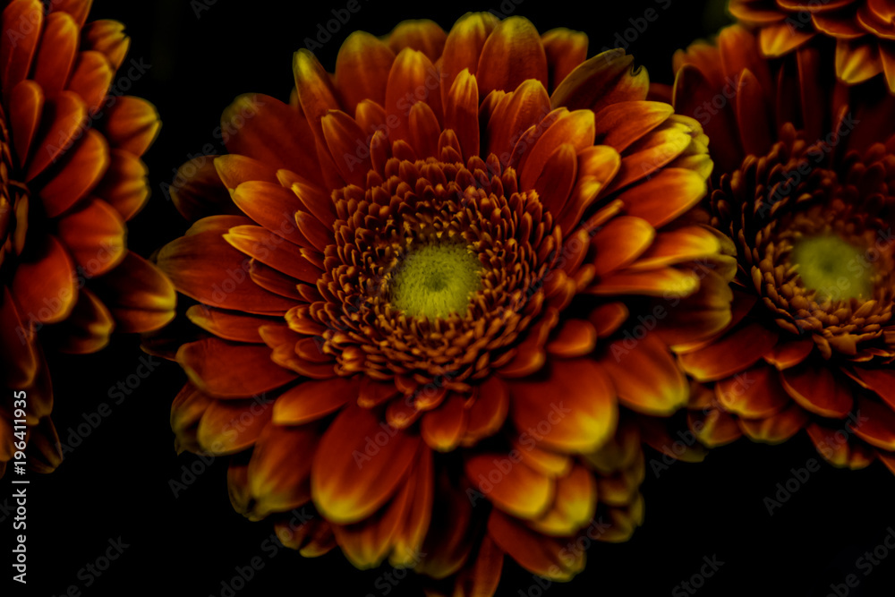 Red Orange Yellow Flower Red Orange Yellow Flower