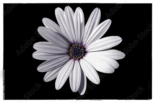 White Daisy Black Background