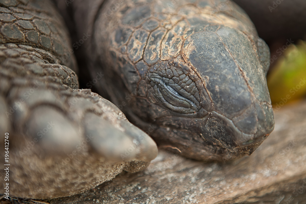 Cute sleeping tortoise. Seychelles giant tortoise. Praslin island, Seychelles Cute sleeping tortoise. Seychelles giant tortoise. Praslin island, Seychelles