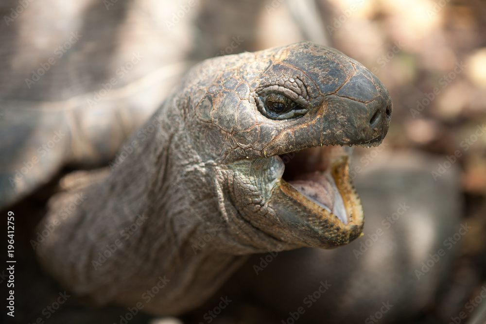 Fototapeta premium Closeup portrait of Aldabra giant tortoise. Praslin island, Seychelles 