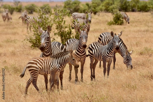 Zebras in Tsavo National Park  Kenya