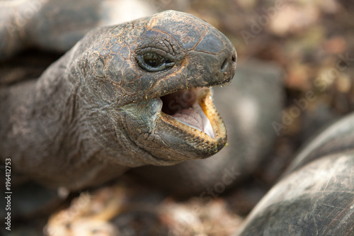 Closeup portrait of Aldabra giant tortoise. Praslin island, Seychelles 
