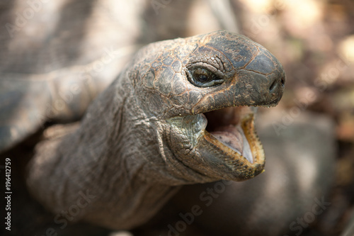 Closeup portrait of Aldabra giant tortoise. Praslin island, Seychelles 