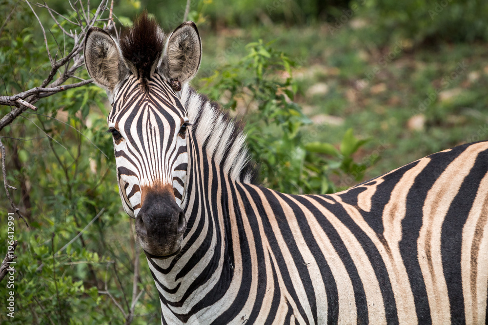 Zebra in Kruger Nationalpark