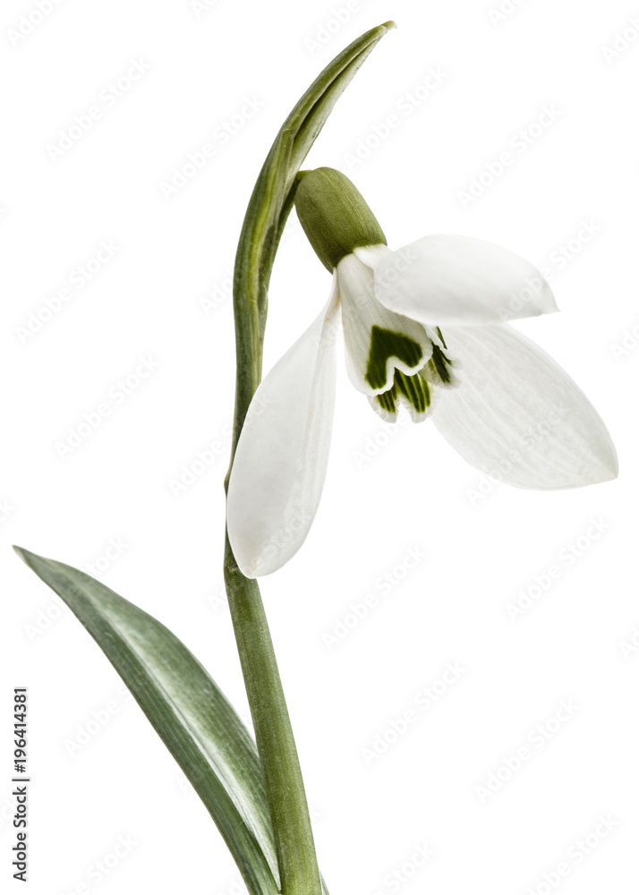 Flower of snowdrop isolated on white background Flower of snowdrop isolated on white background