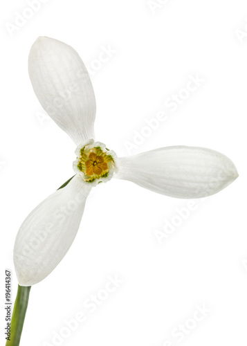 Flower of snowdrop closeup, isolated on white background
