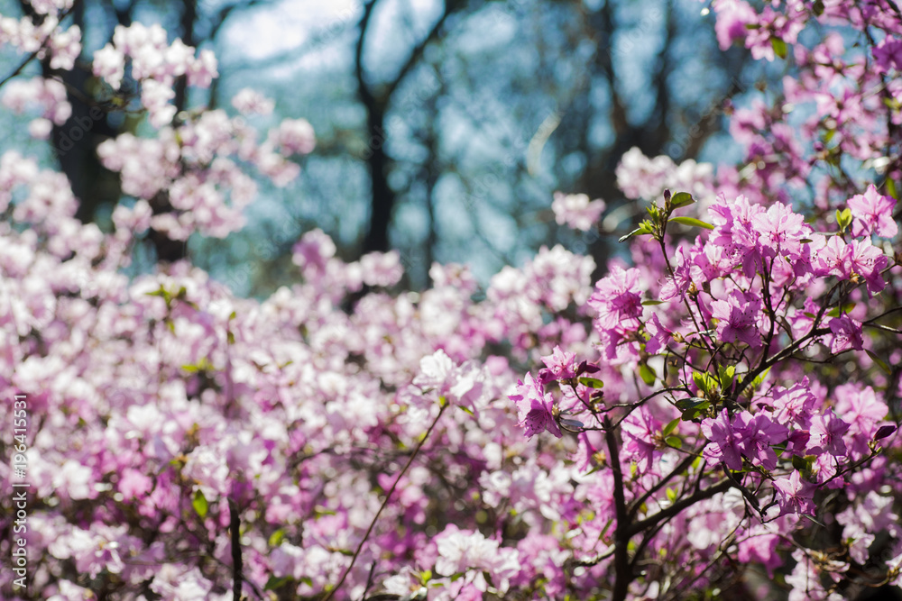 bush of flowering azaleas against a background of trees in a blue haze.