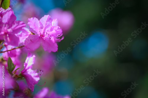 Branch with azaleas flowers against background of pink blurry colors and blue sky.