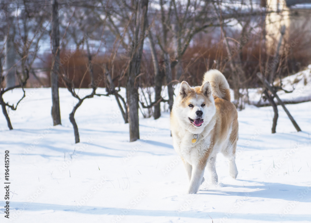 Nice akita dog in snow