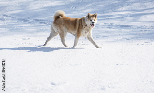 Nice akita dog in snow