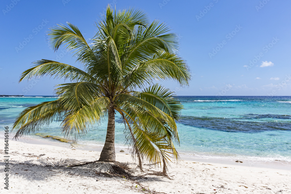 Fototapeta premium Spotts Beach Palm Tree