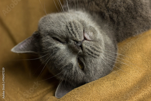 Gray British cat lying on his back photo