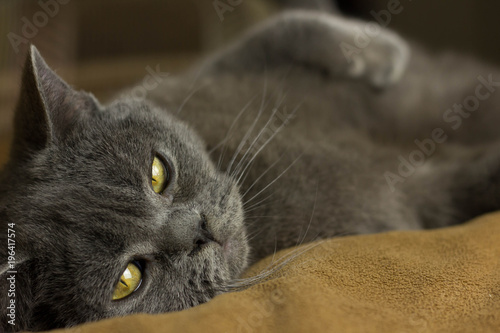 Gray British cat lying on his back photo