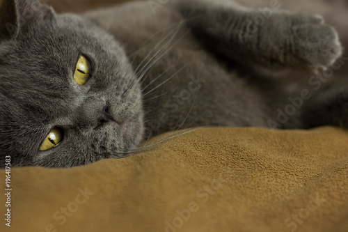 Gray British cat lying on his back photo