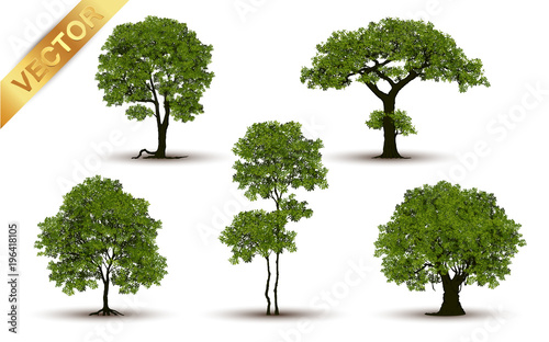 Collection  Beautiful tree Realistic  on a white background.