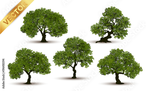 Collection  Beautiful tree Realistic  on a white background.