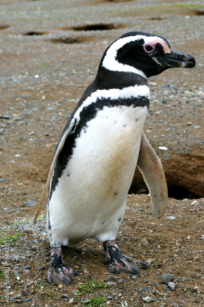 Fototapeta premium Penguin at Magdalena Island, Patagonia, Chile