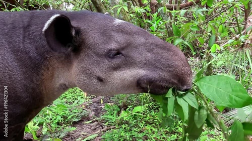 A tapir chews on vegetation in the forest.