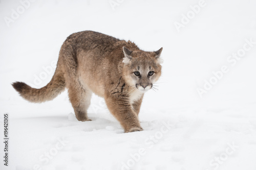 Female Cougar (Puma concolor) Walks Forward
