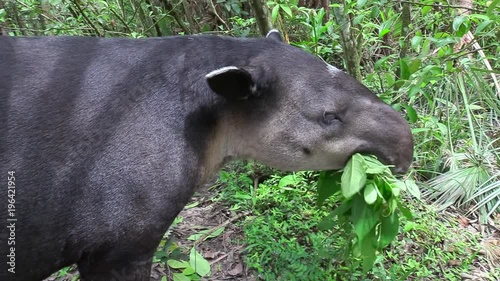 A tapir chews on vegetation in the forest.