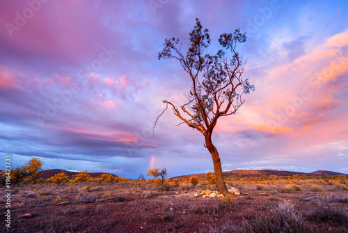 Flinders Ranges Tree photo