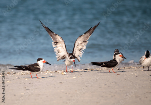 Flock of black skimmer terns Rynchops niger on the beach at Clam Pass