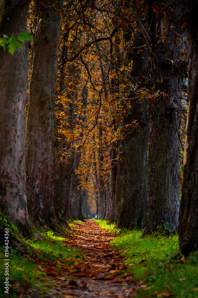 Obraz premium Big alley covered by leaves